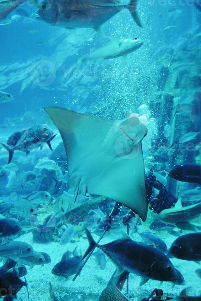 acquario con Pesci e scogliera foto