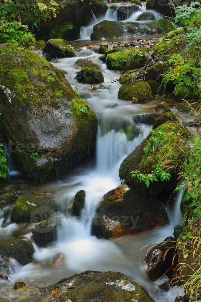 torrente nella foresta foto