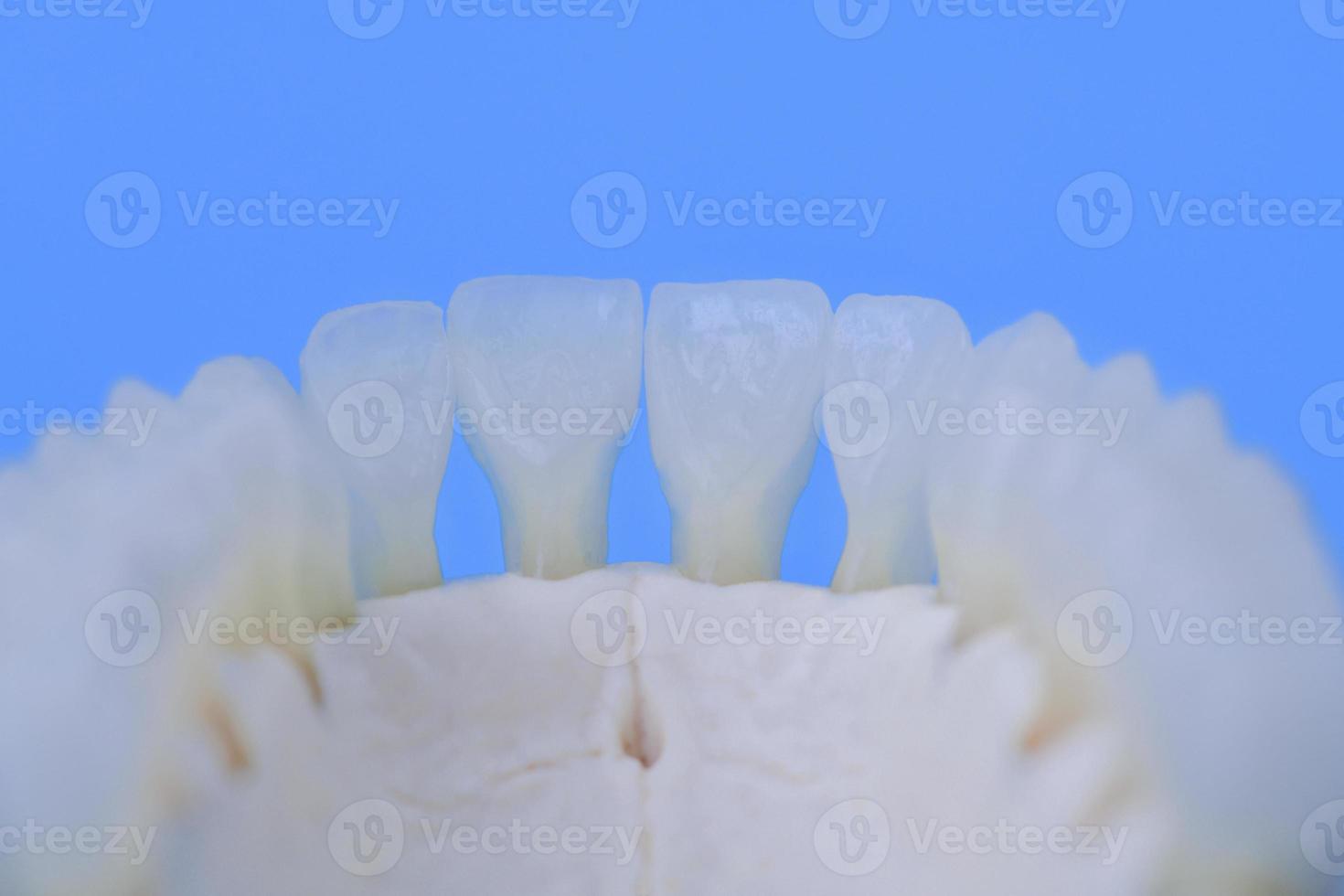 inferiore umano mascella con denti anatomia modello foto