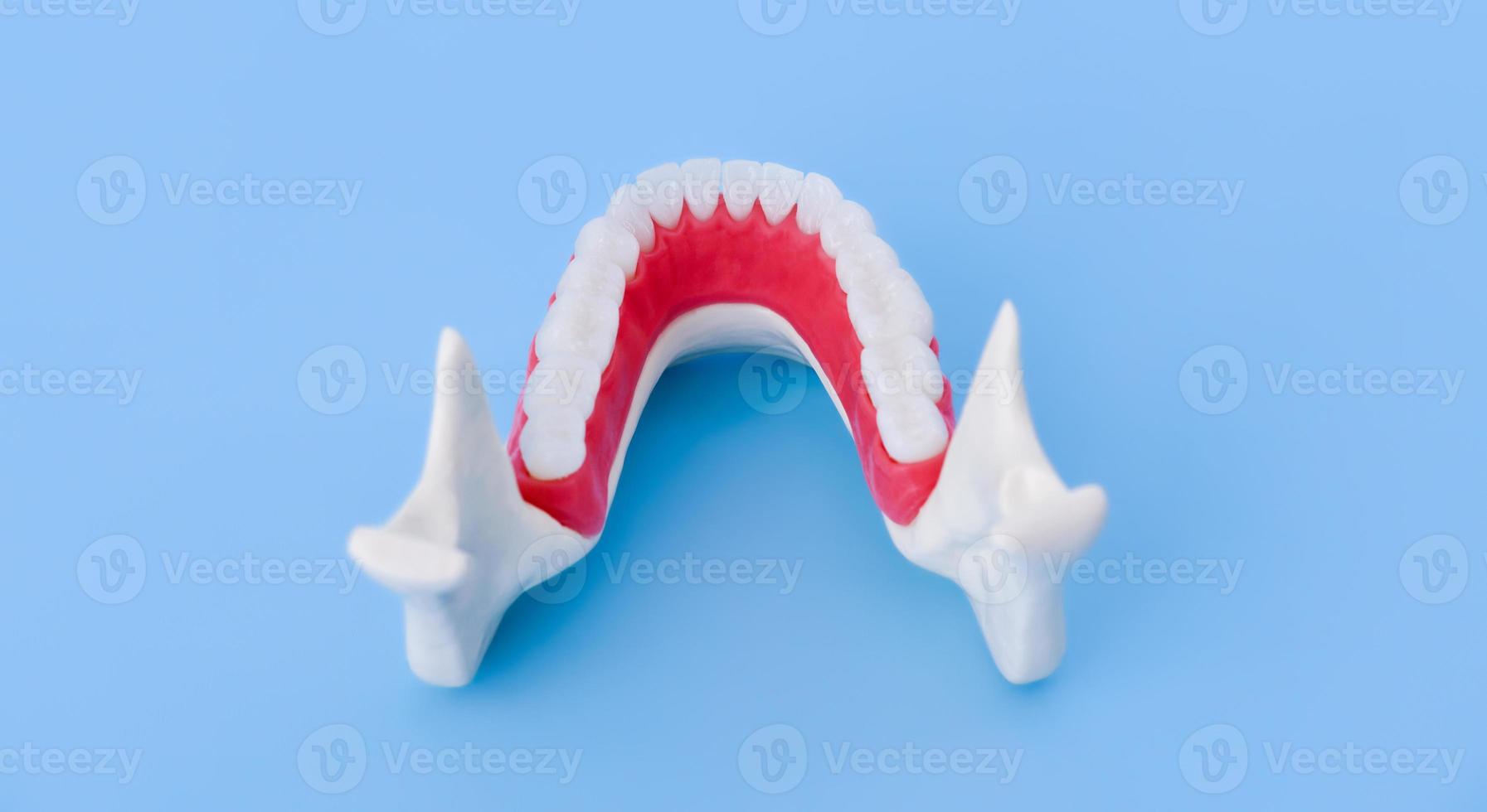 inferiore umano mascella con denti e gengive anatomia modello foto