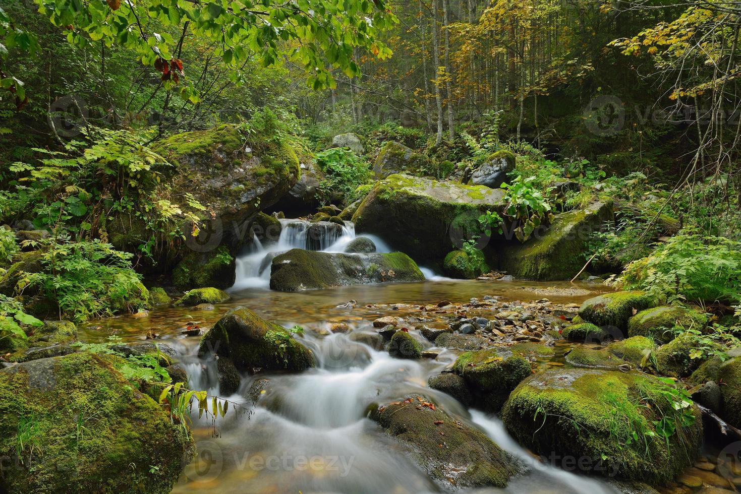 torrente nella foresta foto