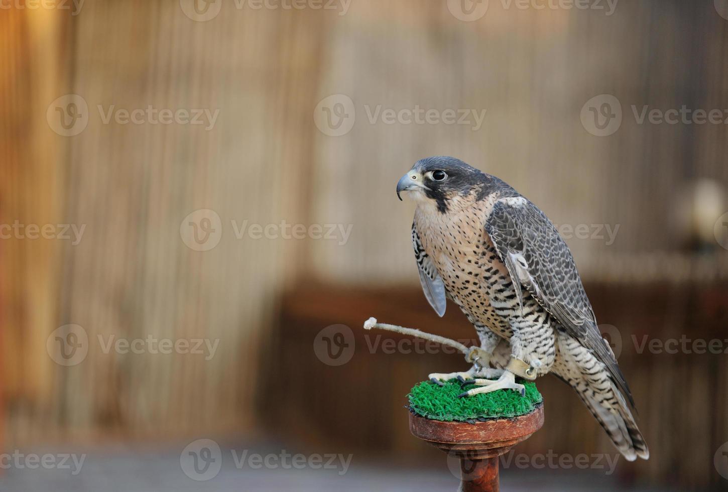 arabo falco uccello foto