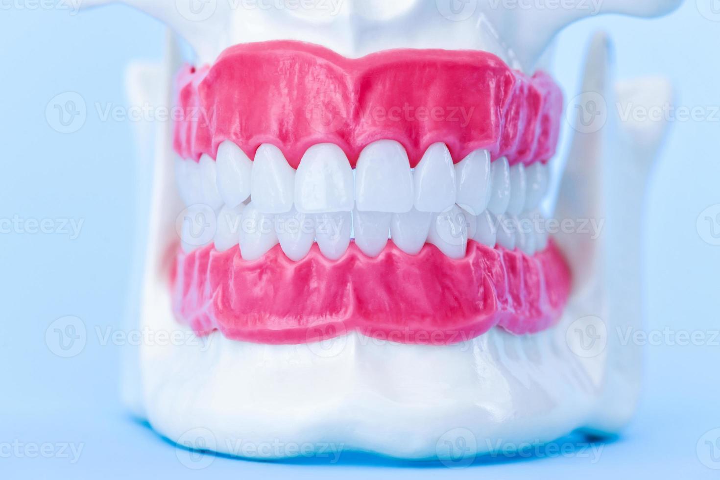 umano mascella con denti e gengive anatomia modello foto