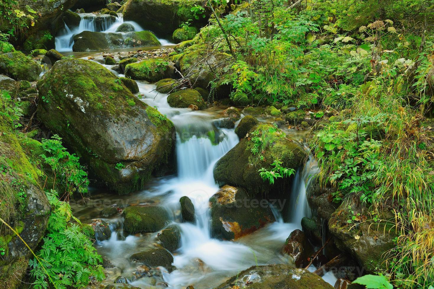 torrente nella foresta foto