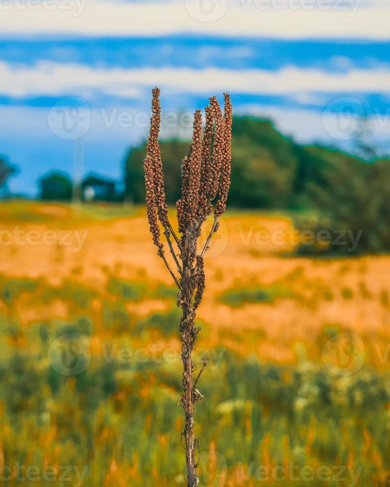 asciutto fiori selvatici nel un' prato nel luce del sole foto