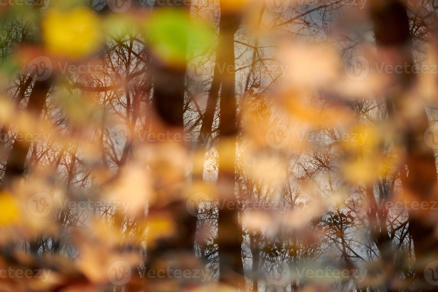 autunno riflessione nel foresta pozzanghera foto