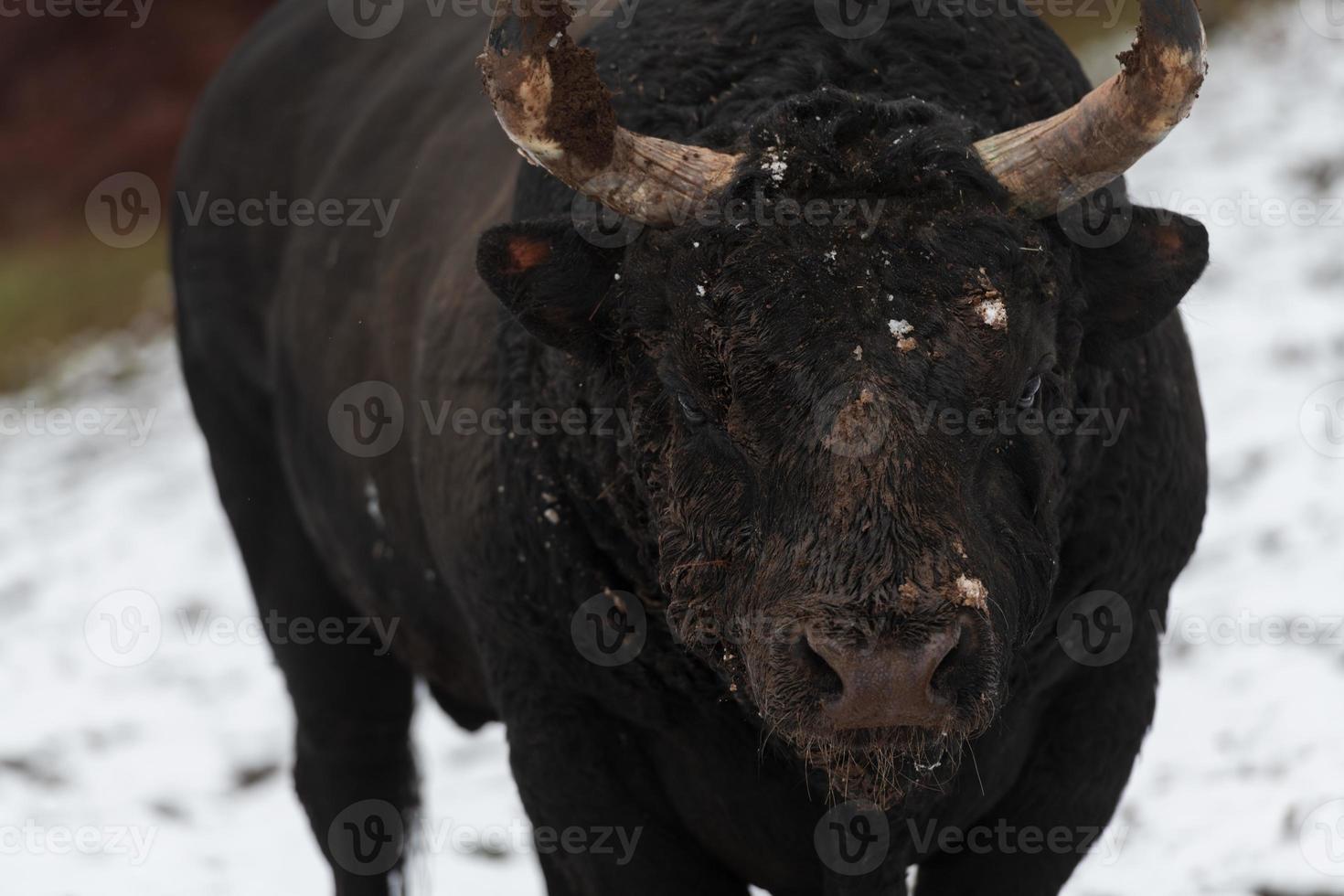 un' grande nero Toro nel il neve formazione per combattimento nel il arena. corrida concetto. selettivo messa a fuoco foto