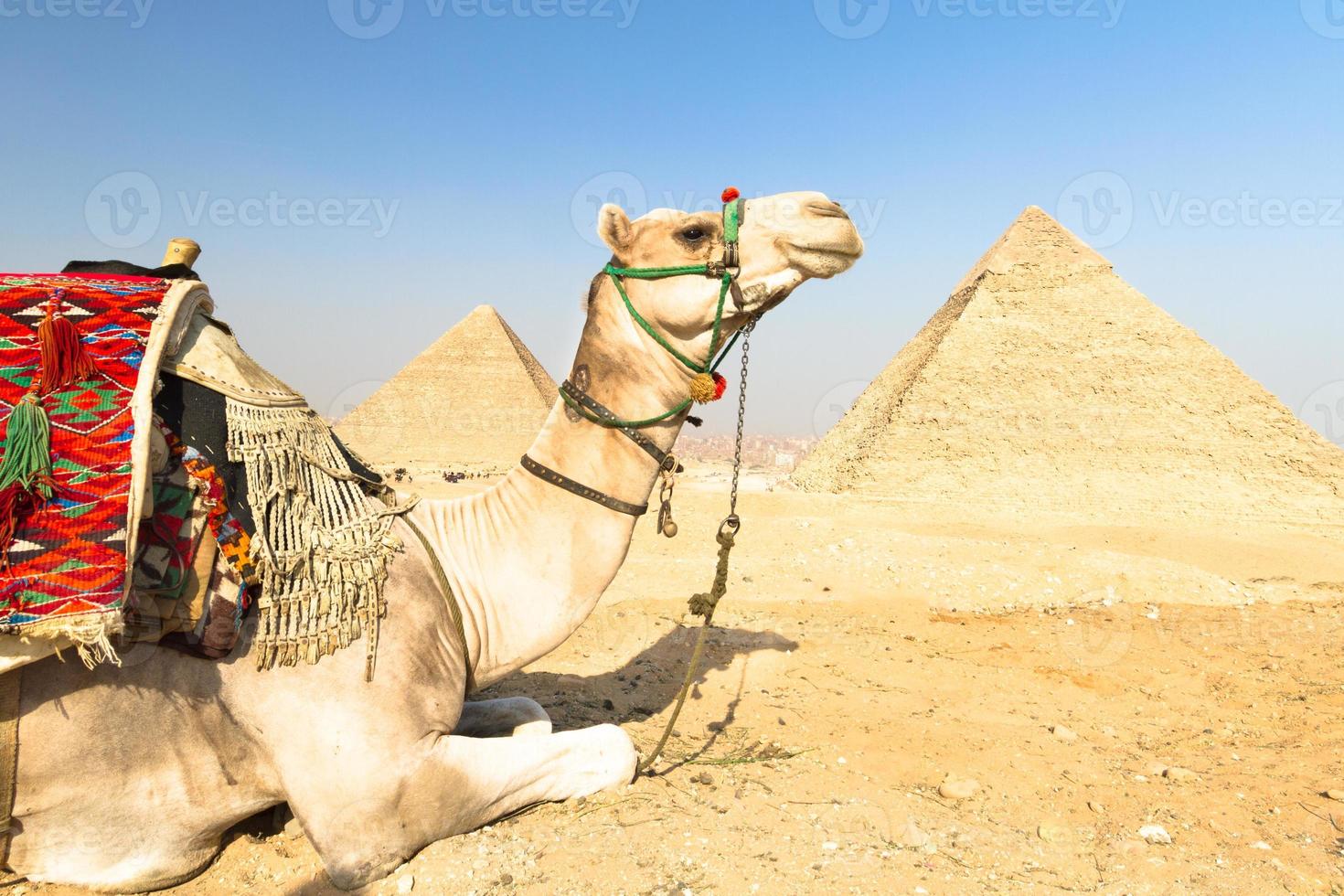 cammello a giza pyramides, cairo, egitto. foto