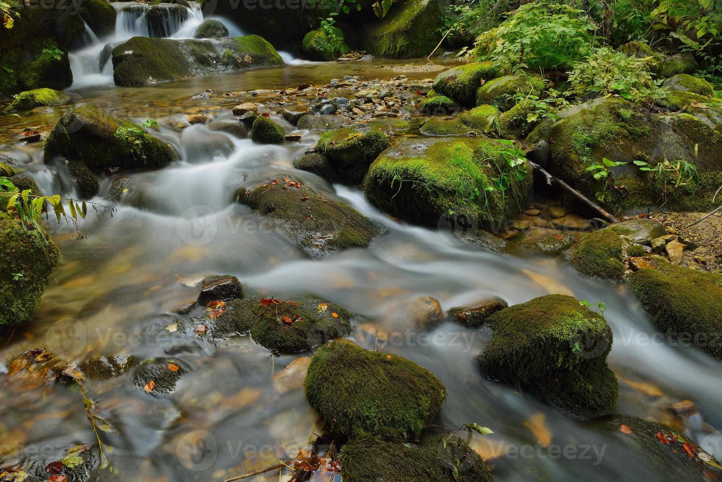 torrente nella foresta foto