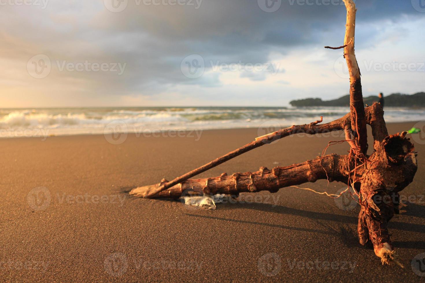 deriva legna su il sabbia foto