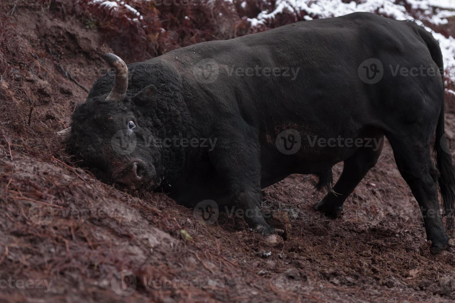 un' grande nero Toro pugnalate suo corna in il nevoso terra e treni per combattimento nel il arena. il concetto di corrida. selettivo messa a fuoco foto