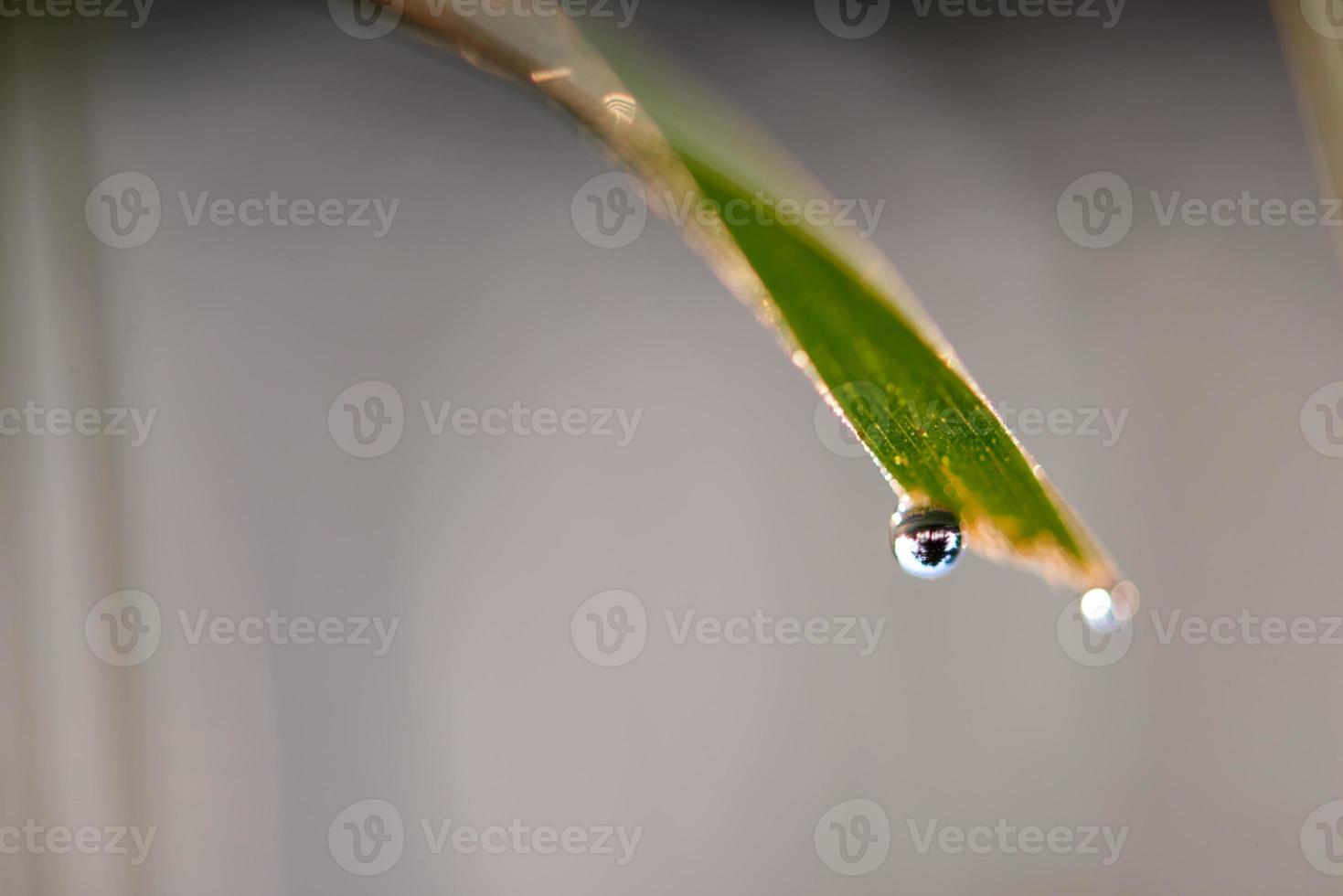 erba con gocce di rugiada foto