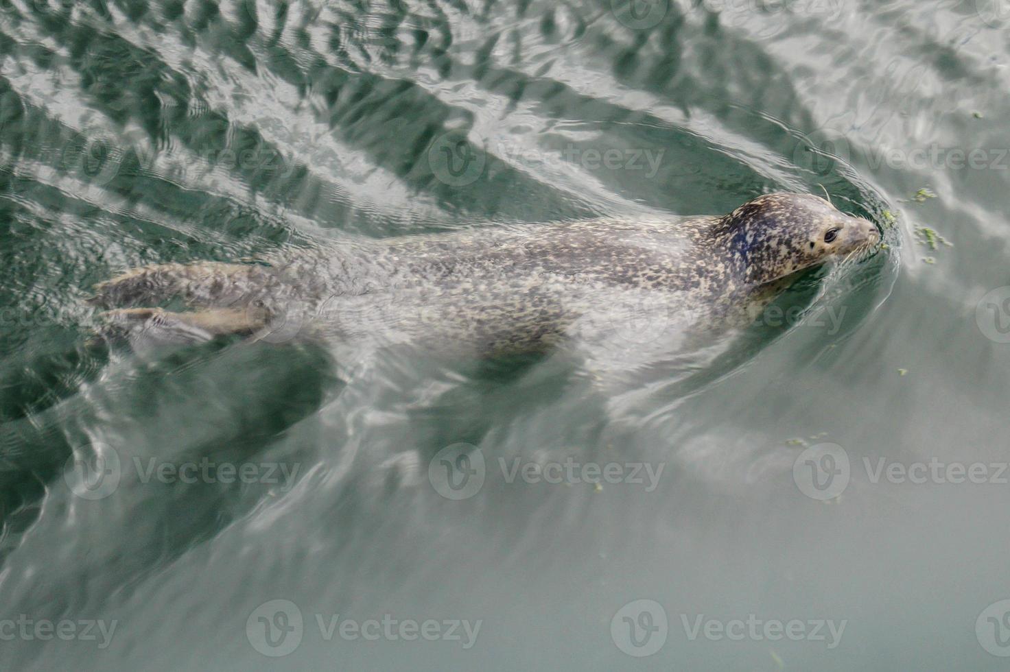 selvaggio grigio foche aliciero gripus su il Tedesco nord mare costa foto