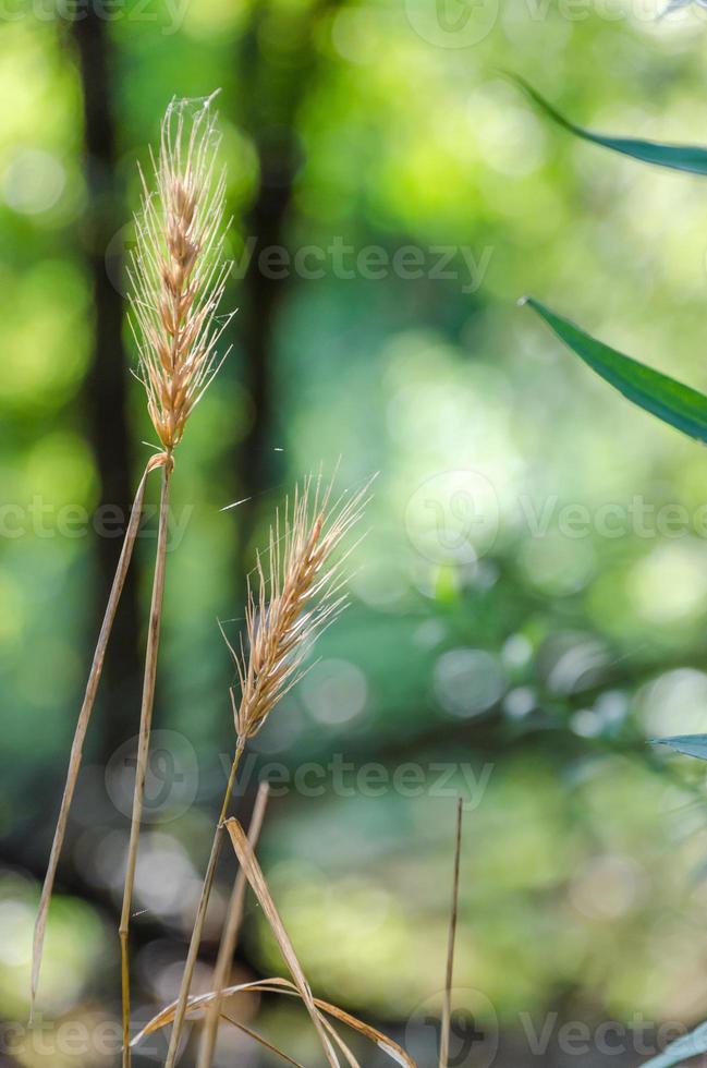 selvaggio erba erba in crescita nel un' foresta radura. foto