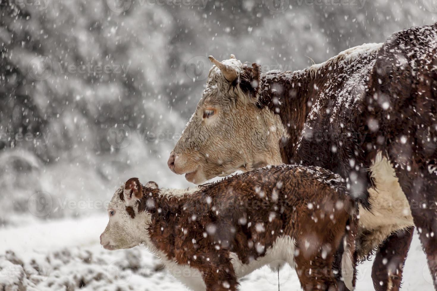 mucca e il suo bambino nella neve foto