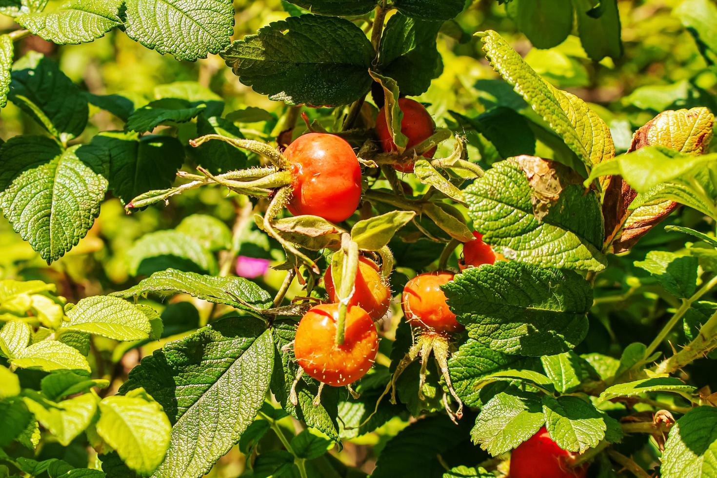 avvicinamento di Maggio rosa canina frutti di bosco in crescita su il rami di un' cespuglio. foto