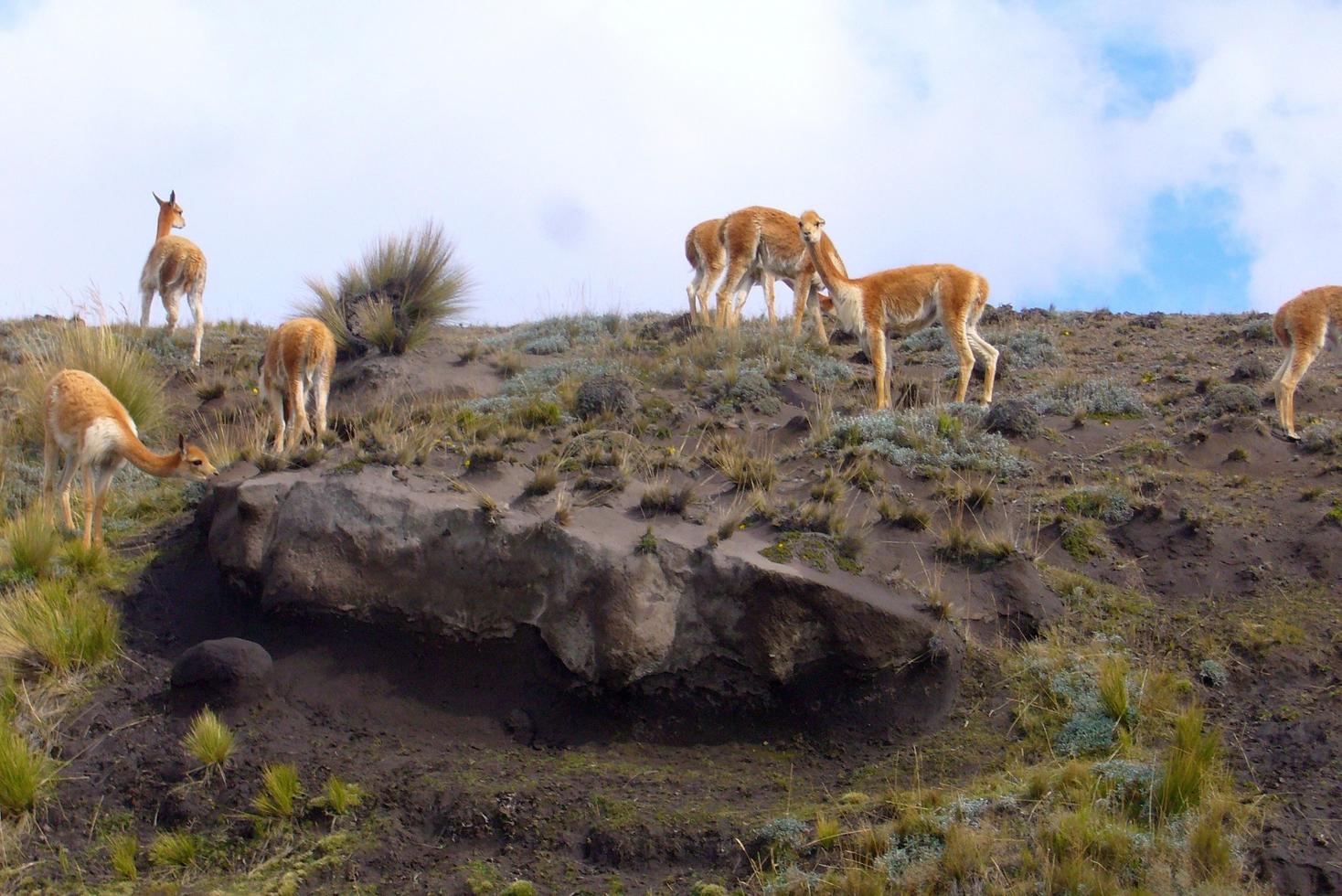 vigogne, vicugna vigogna, nel il selvaggio a mt. chimborazo, ecuador foto