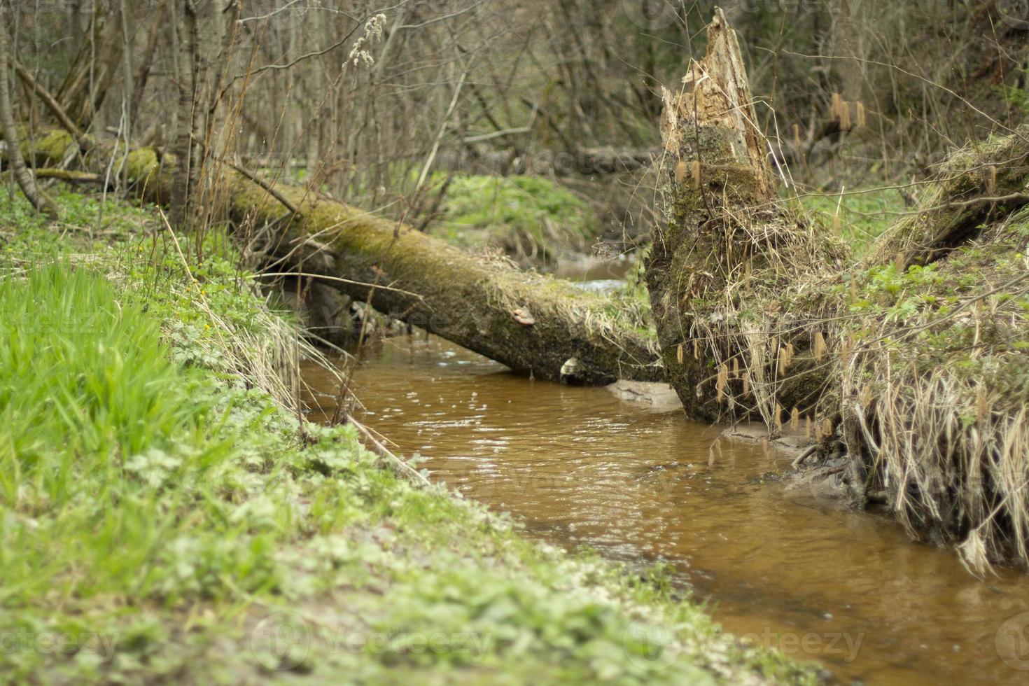 un' ruscello nel il foresta. fresco acqua flussi attraverso un' naturale canale. foto