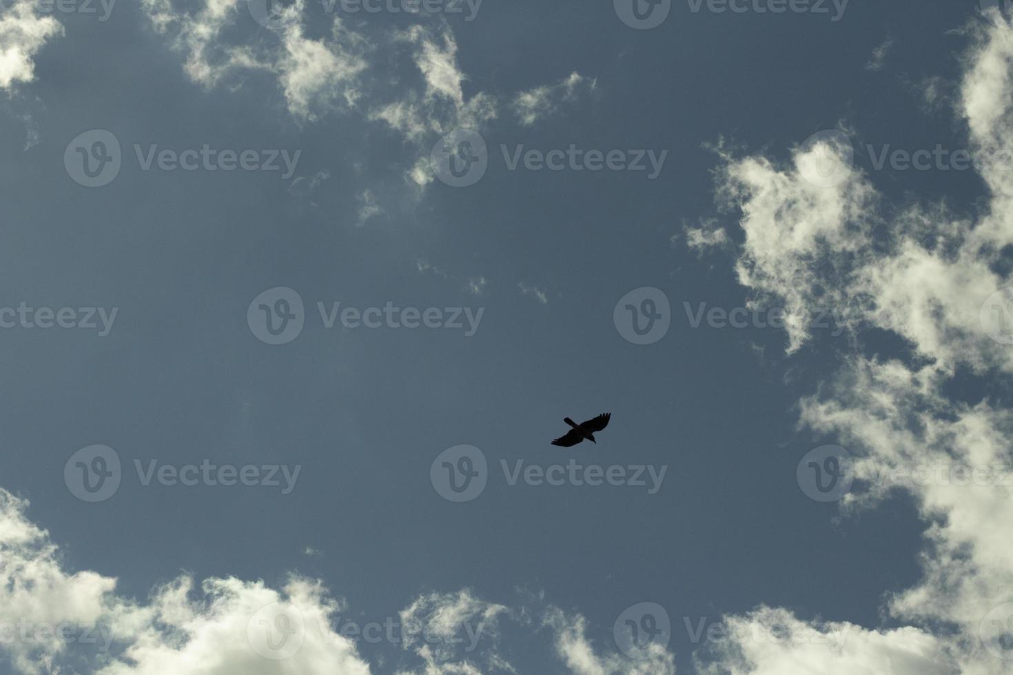 un' uccello nel il cielo. il Corvo mosche tra il nuvole. foto