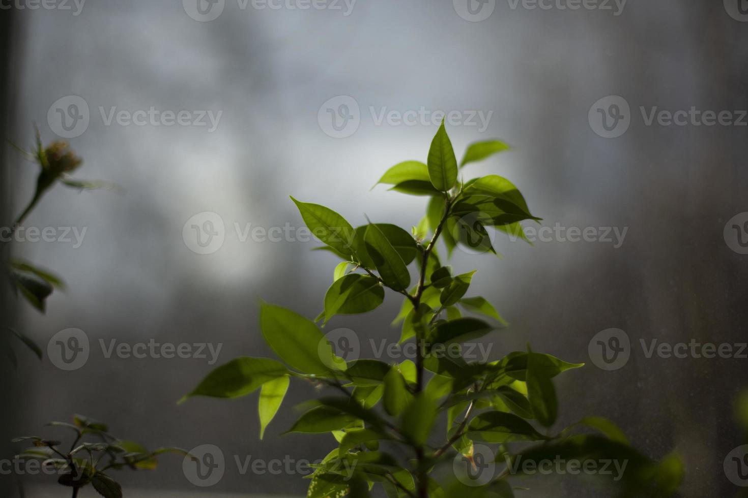 pianta nel davanti di bicchiere. fatti in casa Limone. verde le foglie di il pianta. foto