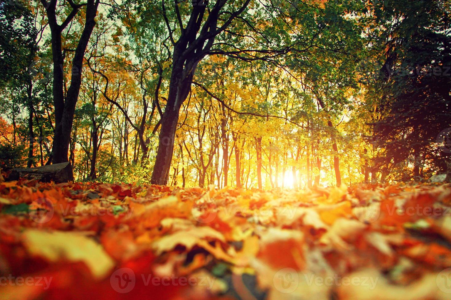 colorato luminosa le foglie caduta nel autunnale parco. foto