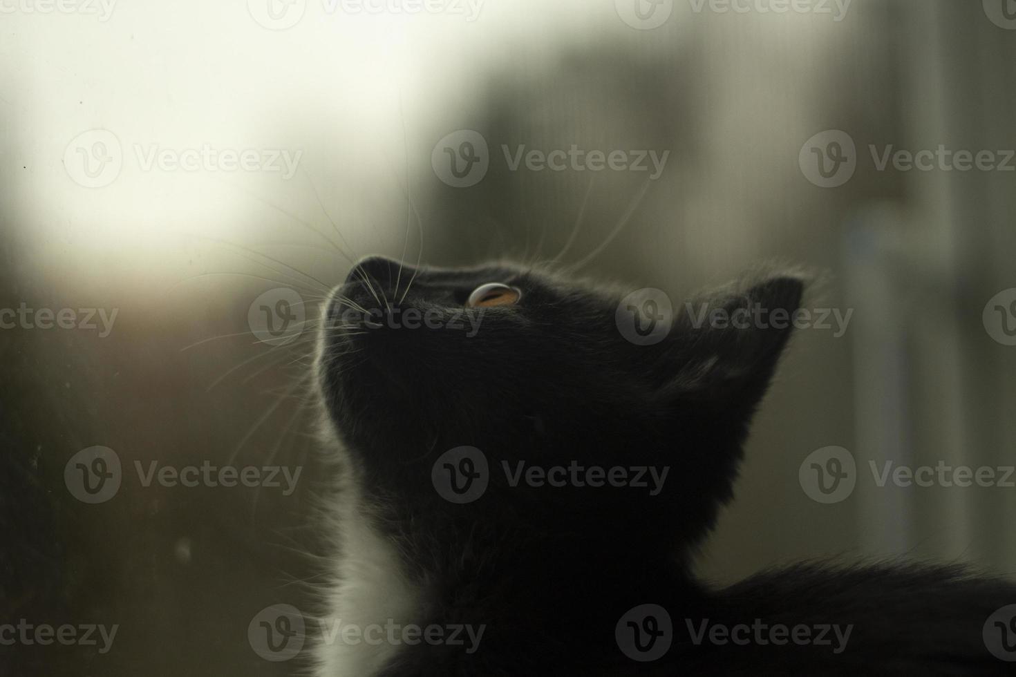 il gattino sembra su il finestra. gatto su il strada. foto