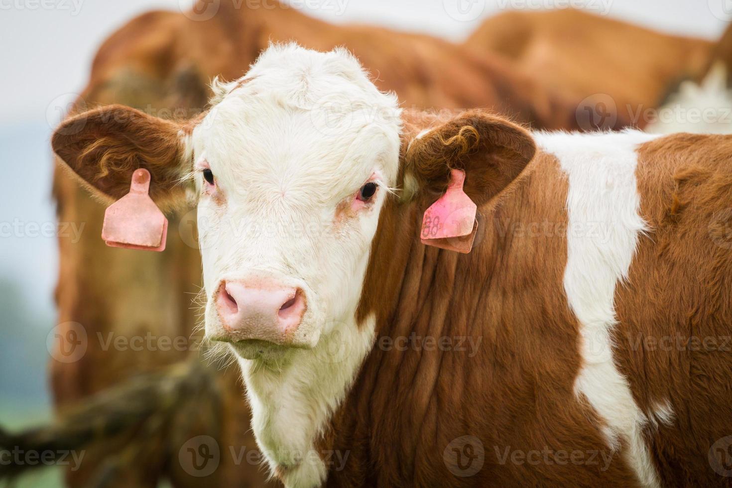 vacche da latte, vitelli e tori al pascolo foto