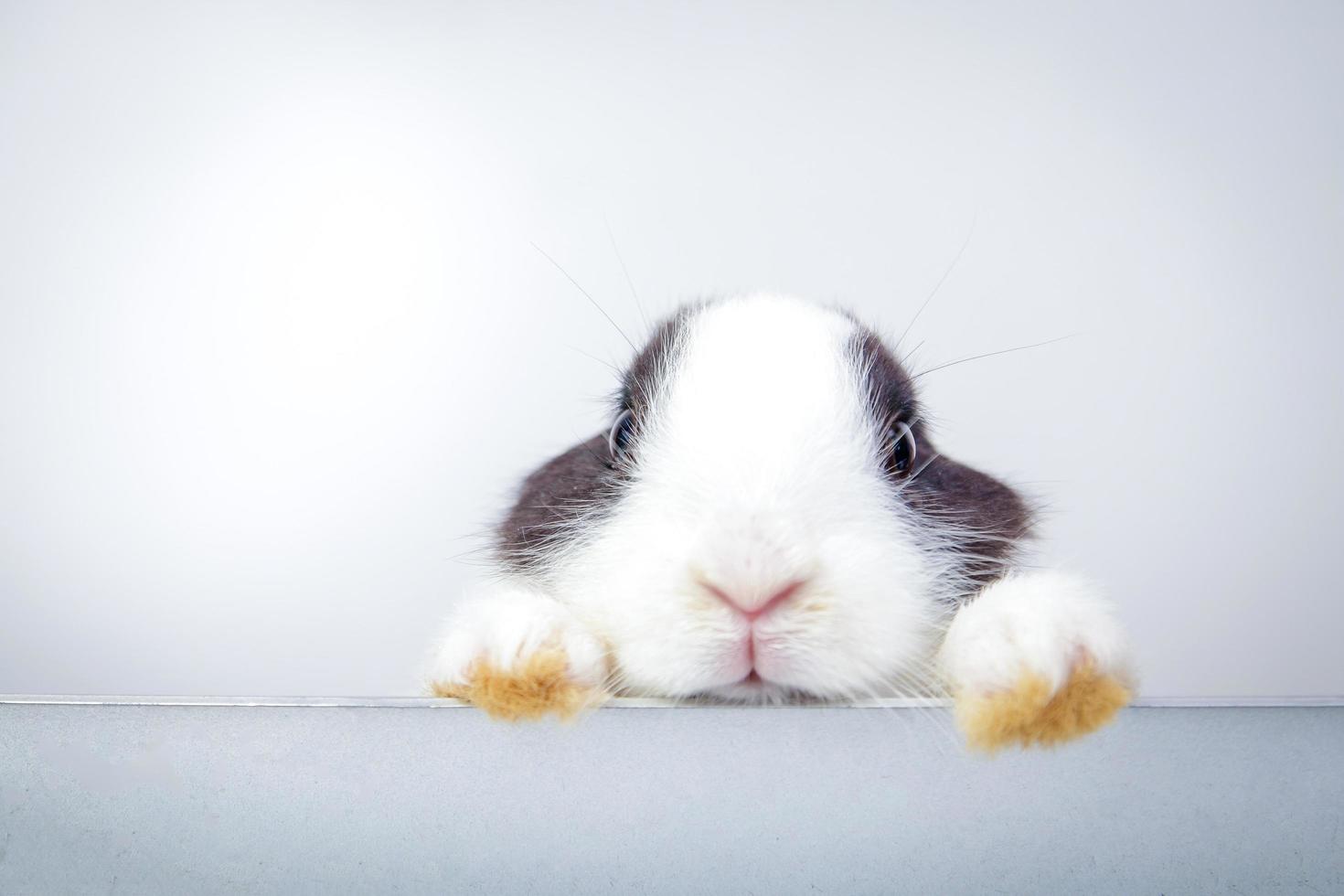 carino poco bianca coniglio In piedi su il bordo di il parete e Guarda su un' bianca sfondo. Pasqua concetto. copia spazio foto