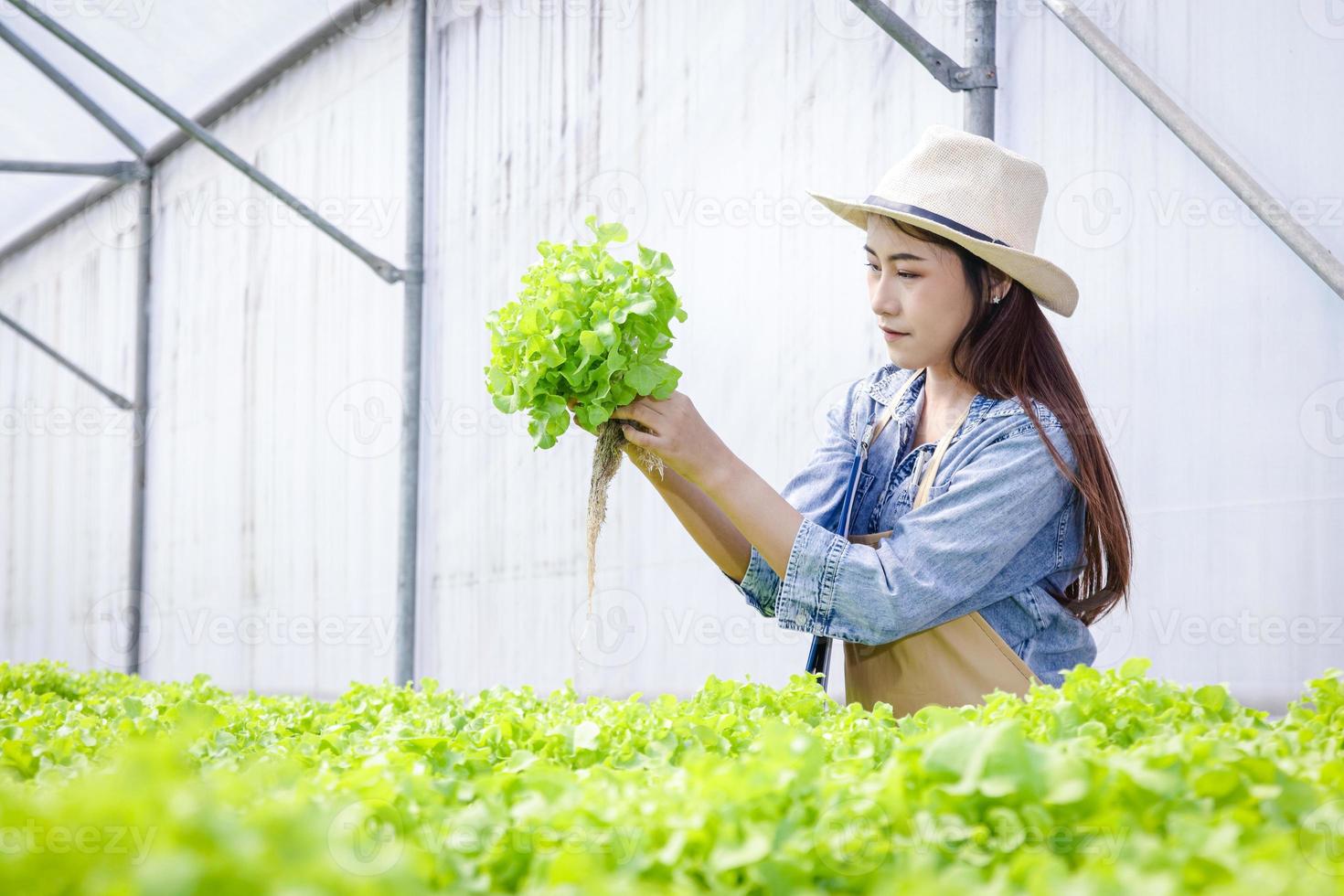 bellissimo asiatico donna fare agricoltura, crescere insalata verdure nel serre con idroponica sistemi. nuovo agricoltura, in crescita verdure senza suolo. attività commerciale concetto di biologico cibo. copia spazio foto