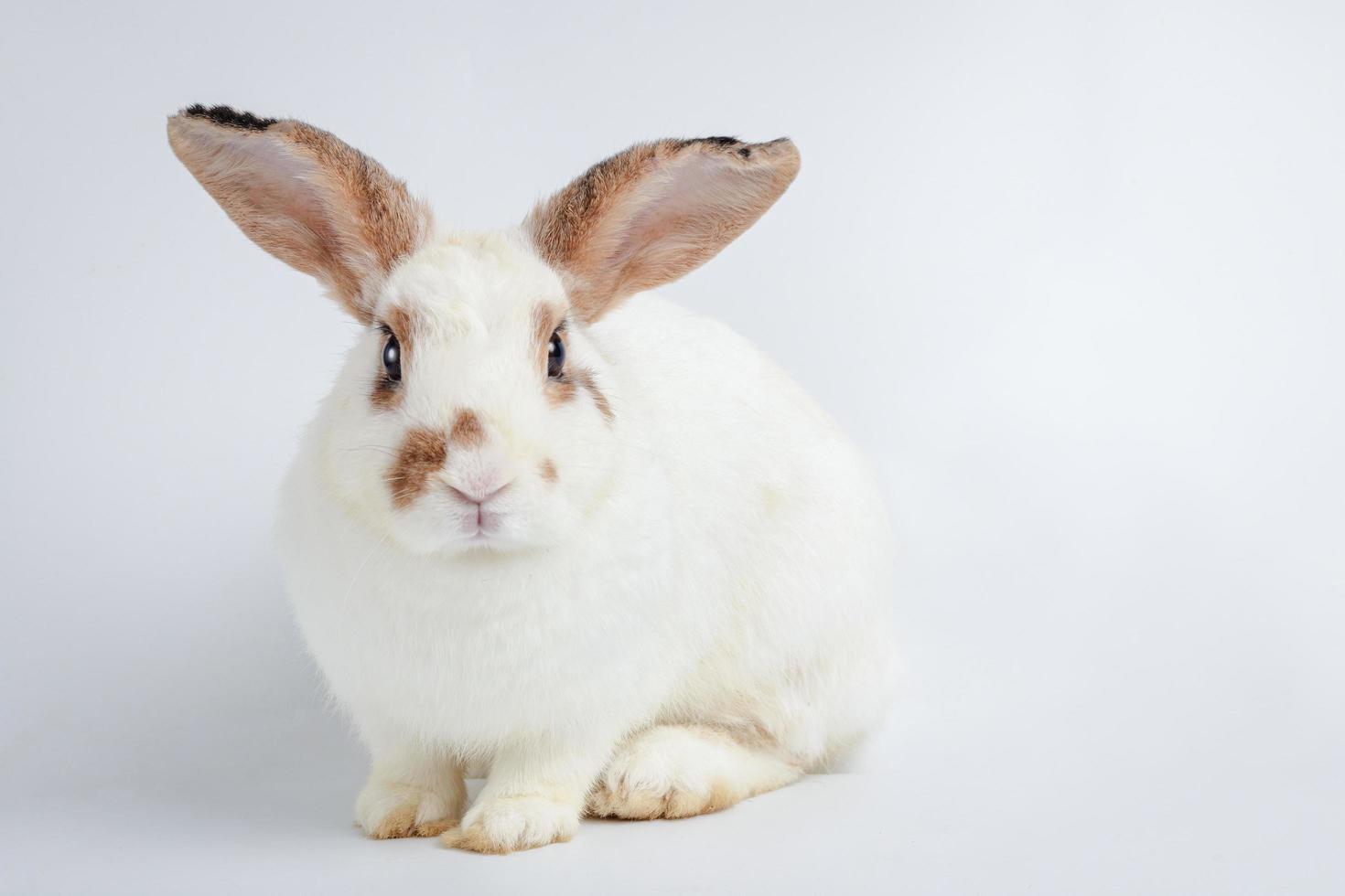 carino poco bianca coniglio con lungo orecchie sedersi su un' bianca pavimento. esso è un' vertebrato, un' mammifero. Pasqua concetto. bianca sfondo foto