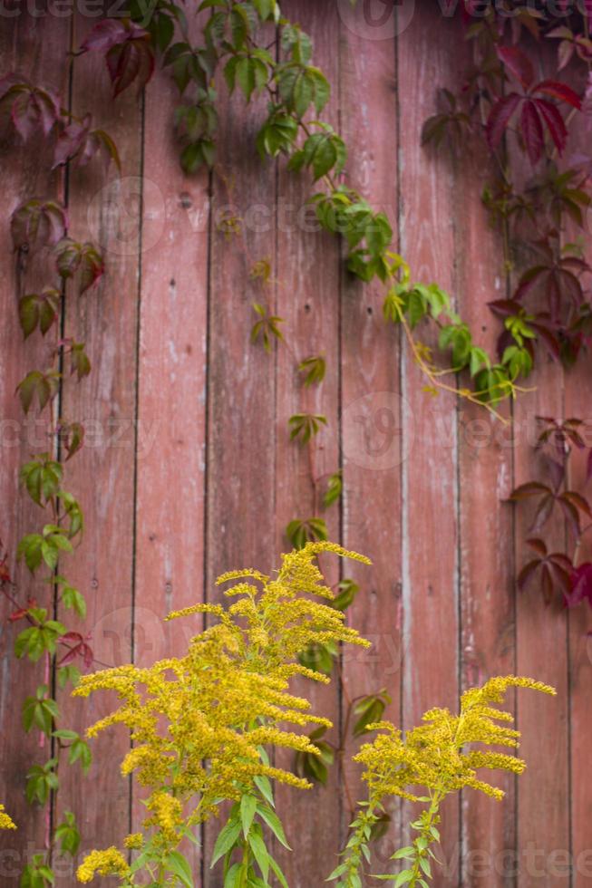 partenociso quinquefolia, conosciuto come Virginia rampicante, Vittoria rampicante, a cinque foglie edera. rosso fogliame sfondo rosso di legno parete. naturale sfondo. foto