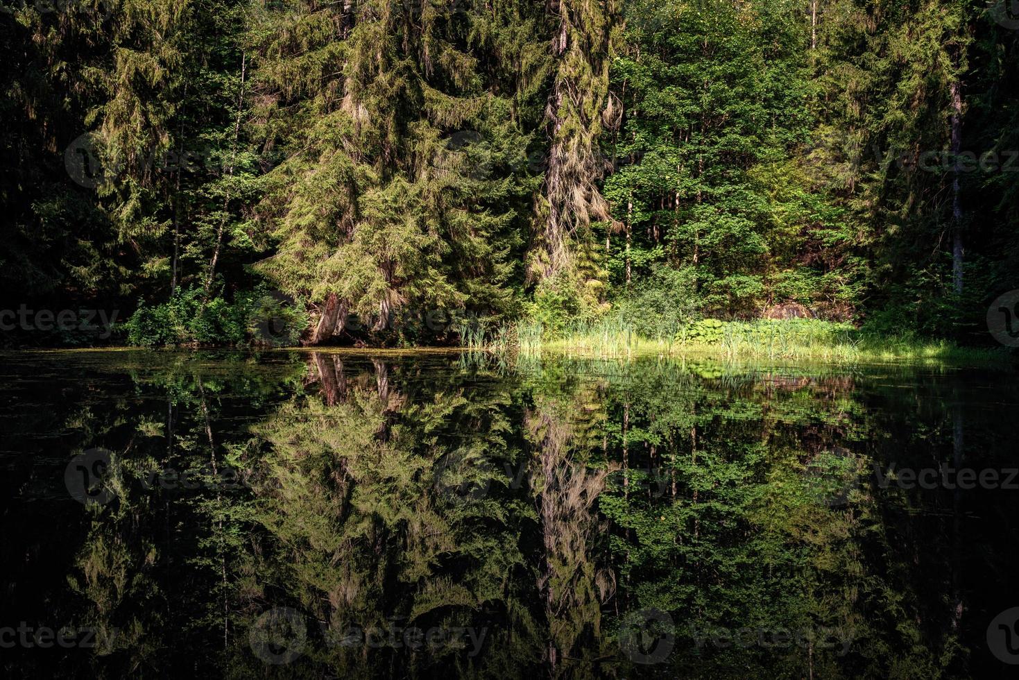 riflessione di alberi su il silenzioso acqua superficie di un' lago nel il foresta foto