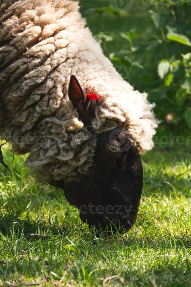 pecora masticazione erba foto