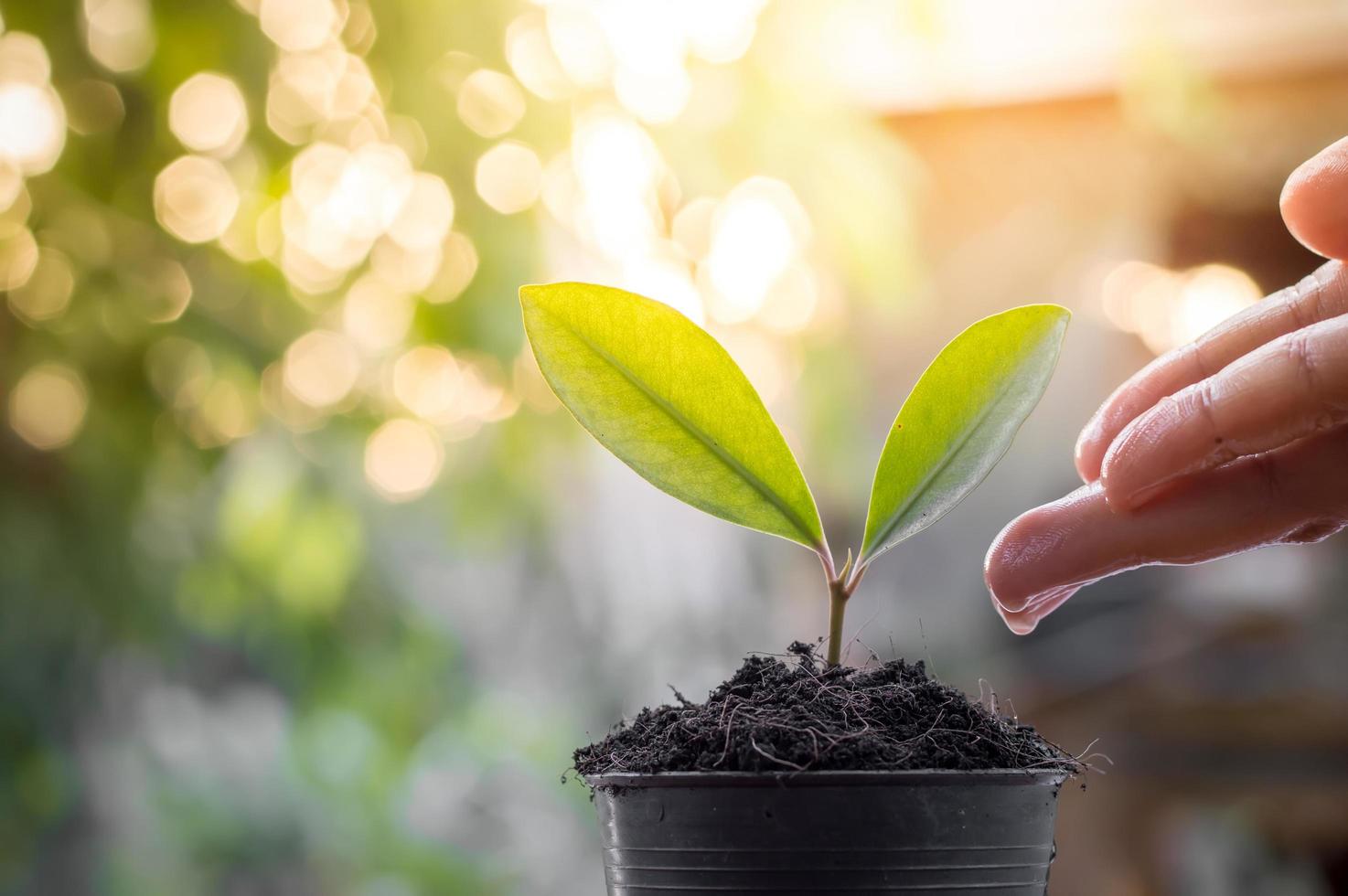 vicino su di donna di mano nutrimento e irrigazione un' giovane impianti nel il giardino foto