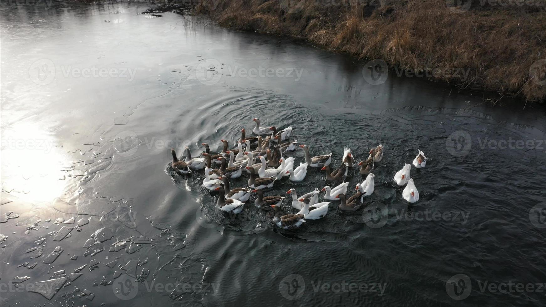 oche nel acqua, nuotare su il fiume, soleggiato giorno foto