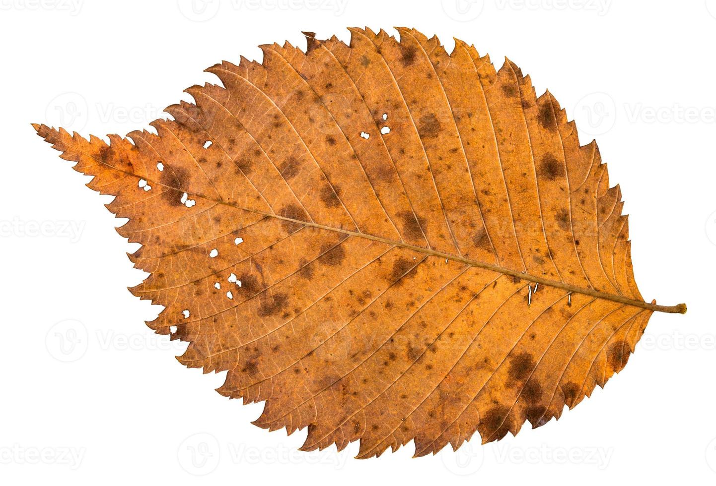 indietro lato di autunno cariato bucato foglia di olmo albero foto