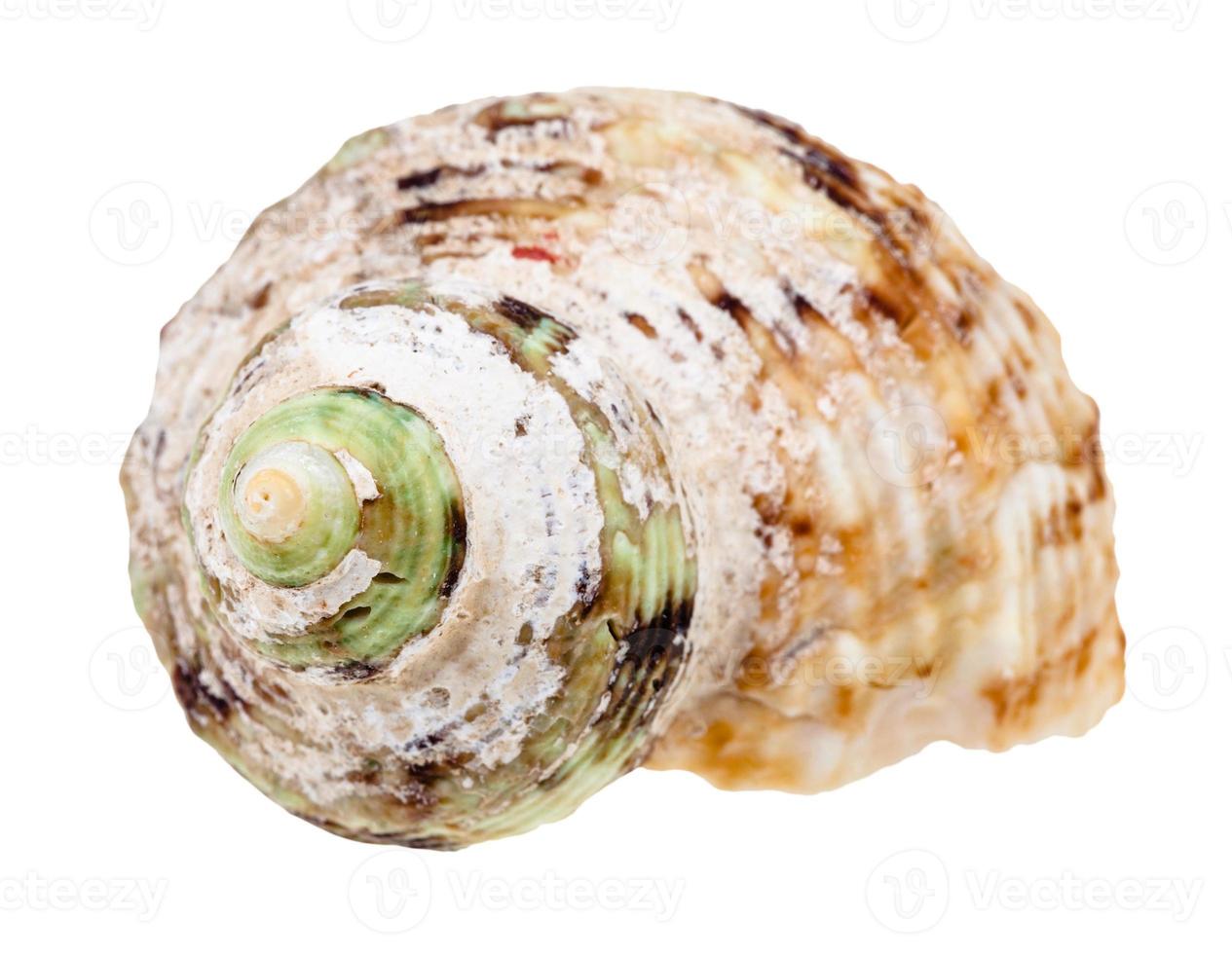 vecchio elica conchiglia di buccino molluschi isolato foto