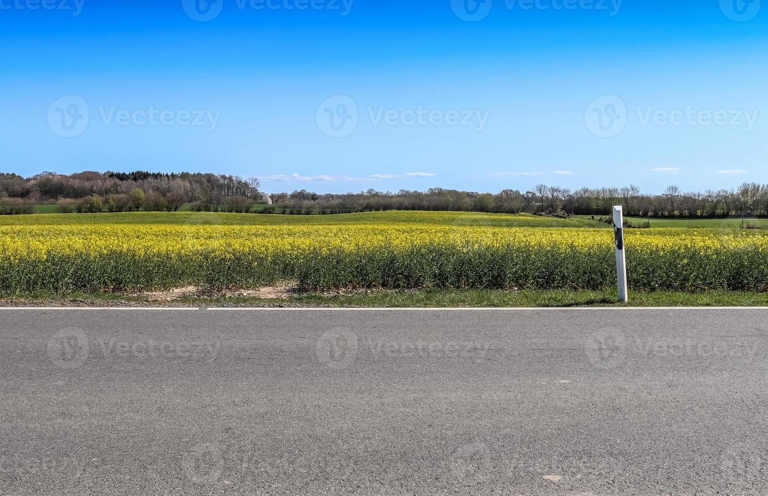 giallo campo di fioritura stupro e albero contro un' blu cielo con nuvole, naturale paesaggio sfondo con copia spazio, Germania Europa foto