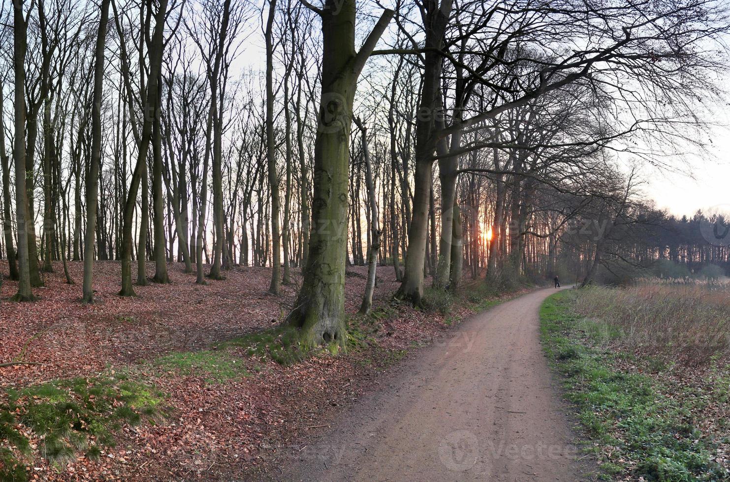 bella vista in una fitta foresta verde con luce solare intensa che proietta un'ombra profonda foto