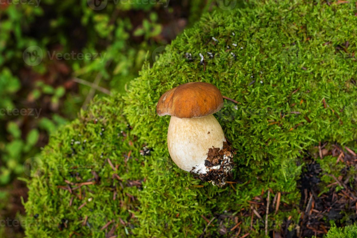 piccolo boletus fungo colto a partire dal il terra e posto su un' ceppo con muschio foto