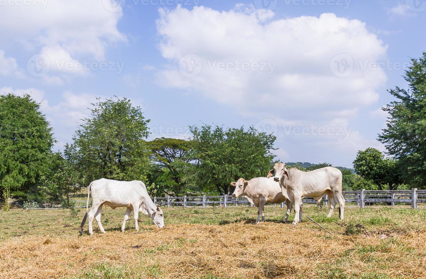 mucca in piedi in fattoria foto