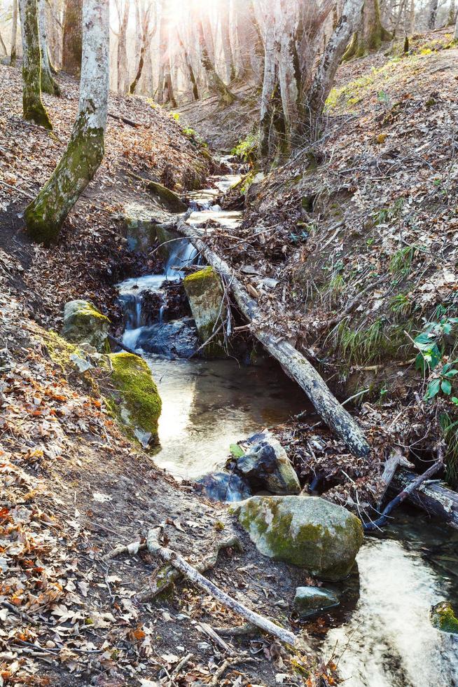 ruscello nel montagna boschi nel primavera foto