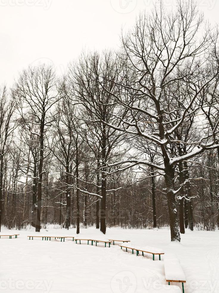 neve coperto panchine su radura di urbano parco foto