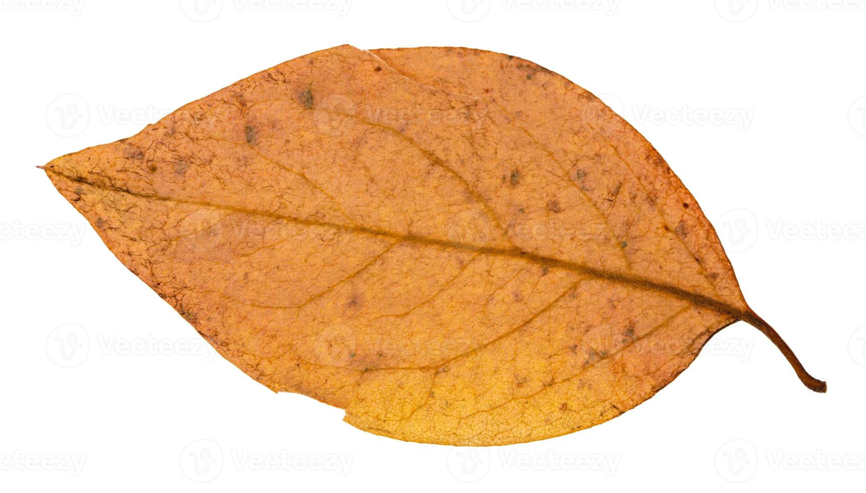 indietro lato di giallo autunno foglia di pioppo albero foto