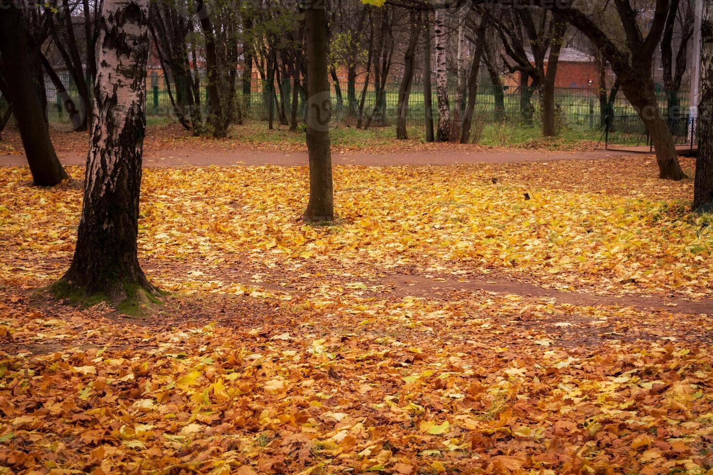 albero rami nel autunno parco foto