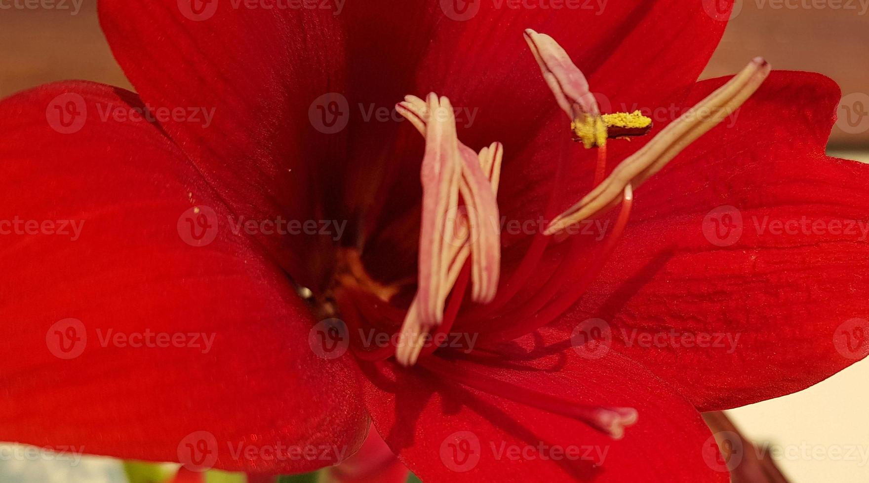 vicino su amarillide fiori mostrando polline, amarillide, amaryllidaceae, hippeastrum reginae erba foto