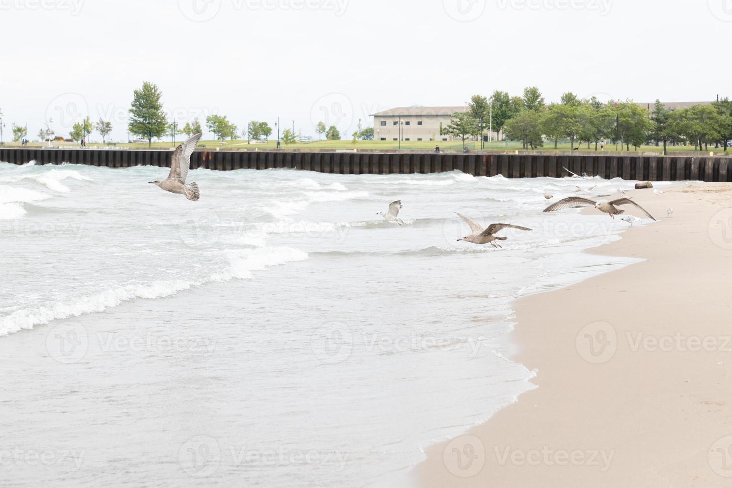 gabbiani assunzione volo a partire dal il sabbioso spiaggia in il onde di lago Michigan su un' nuvoloso giorno. alberi e edificio visto nel il sfondo. acciaio Tenere il diga. sabbia liscio a partire dal il acqua. foto