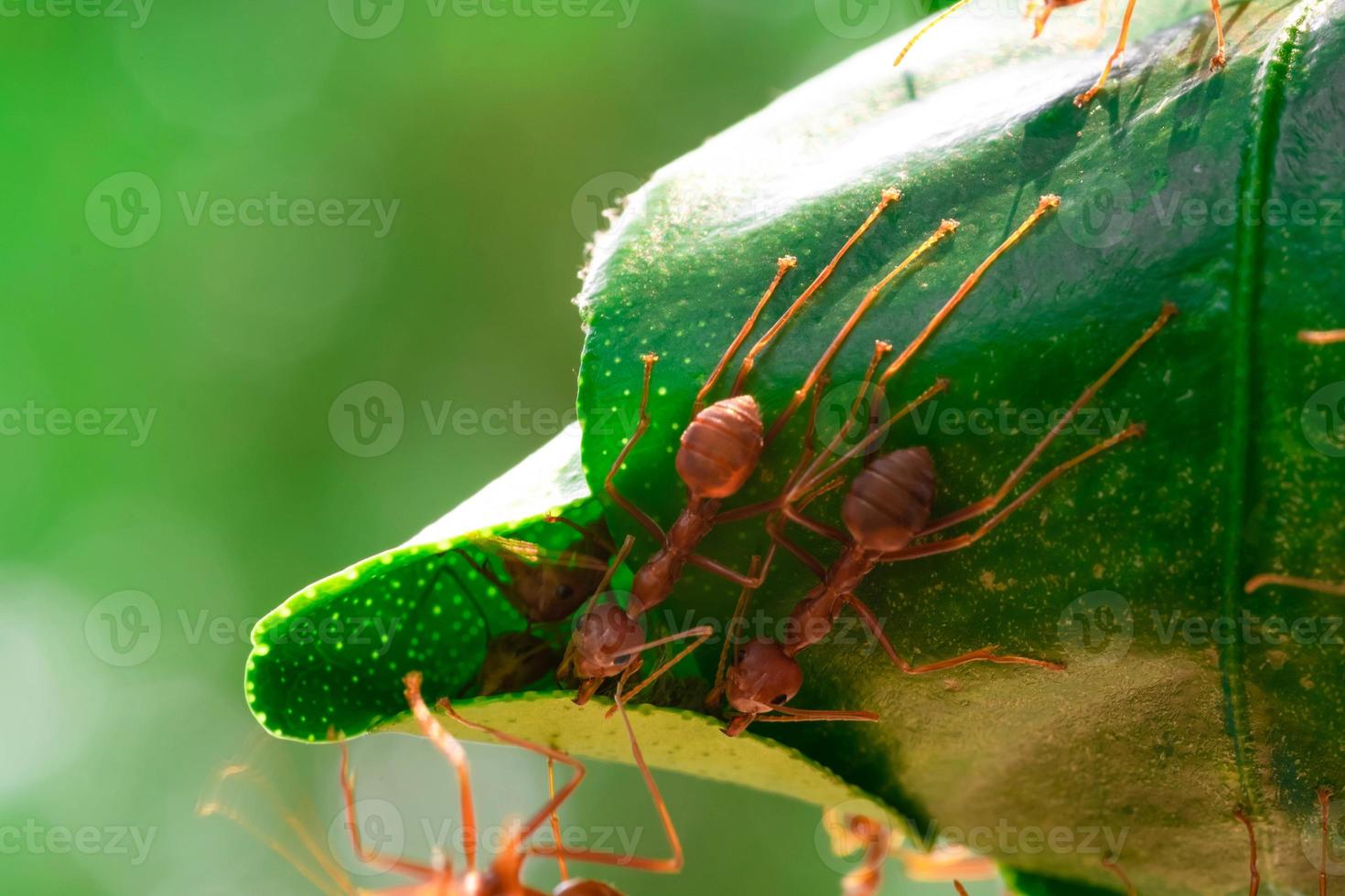 la formica rossa, il team di azione della formica lavora per costruire un nido, la formica sulla foglia verde in giardino tra le foglie verdi sfocano lo sfondo, la messa a fuoco selettiva degli occhi e lo sfondo nero, macro foto