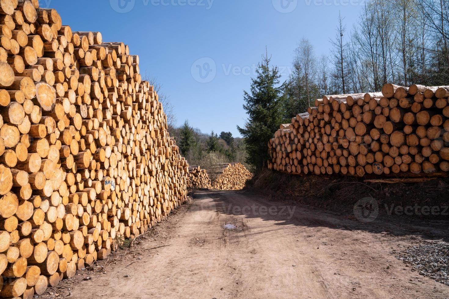 silvicoltura, log emorroidi e sentiero foto