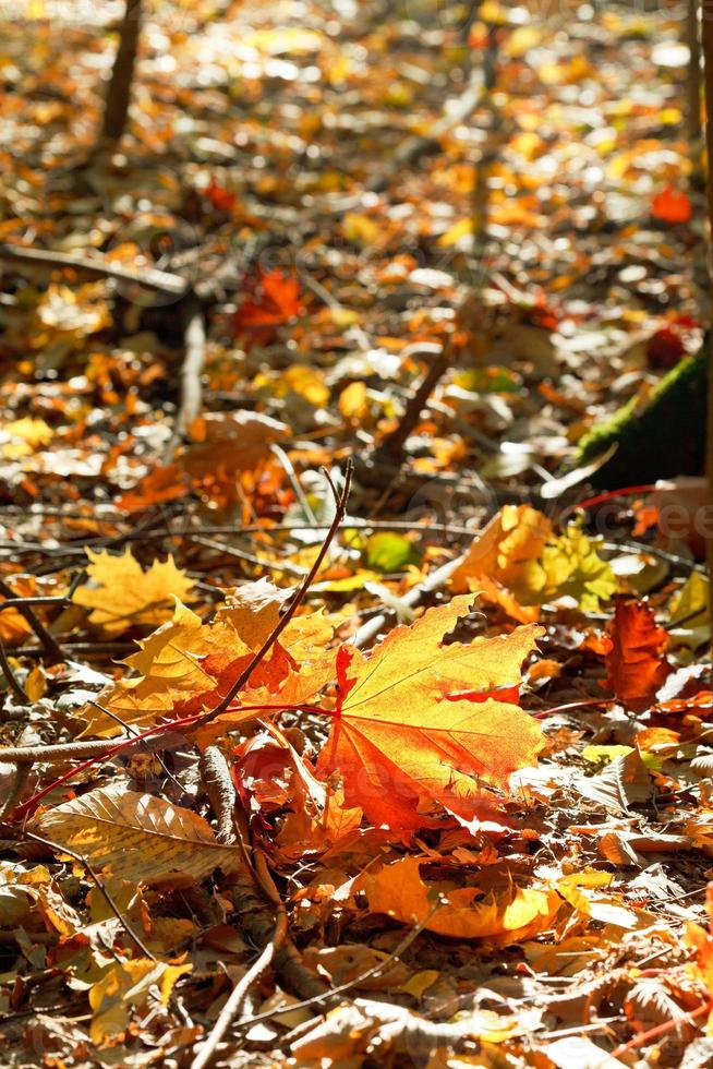 rosso e giallo acero le foglie nel foglia rifiuti foto